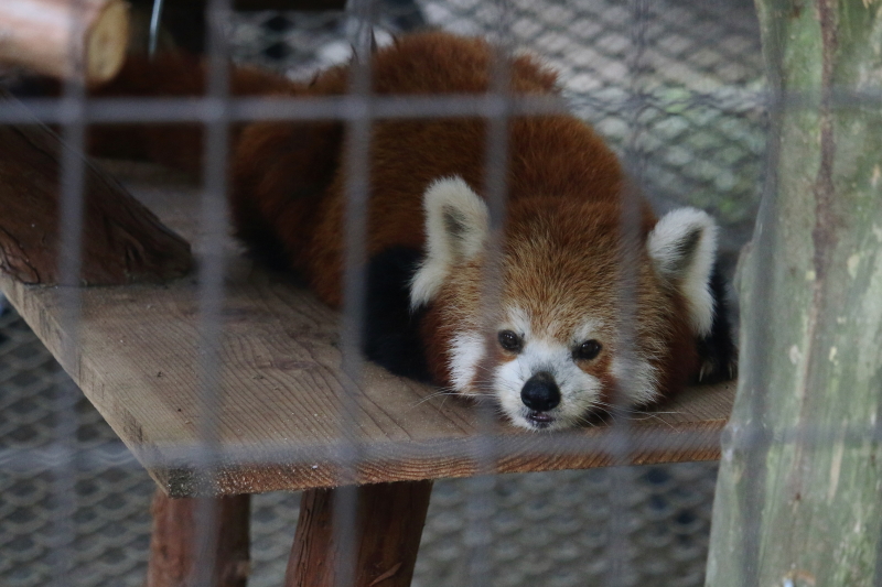 バナナワニ園のニシレッサーパンダ２ レサパン日和