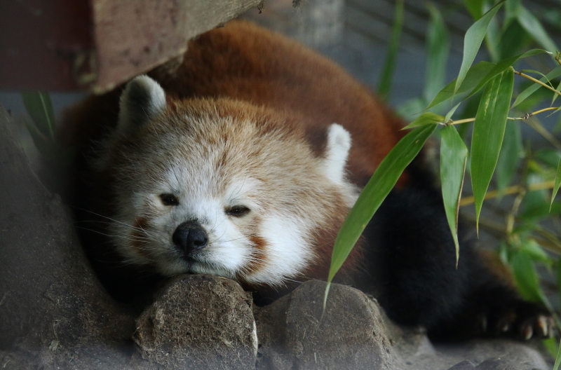 バナナワニ園のニシレッサーパンダ２ レサパン日和