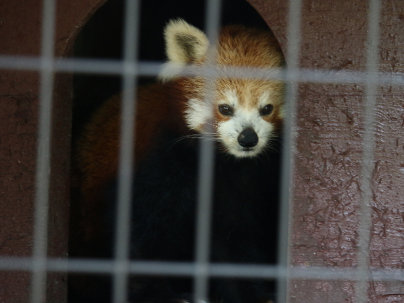 バナナワニ園のニシレッサーパンダ２ レサパン日和