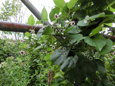 a0203003_17254393.jpg
