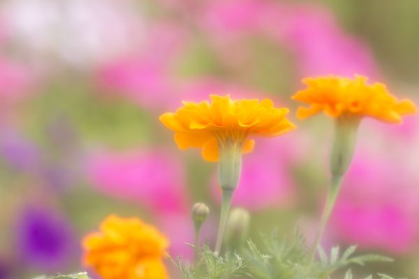 小さな花壇で…_e0193503_17205950.jpg