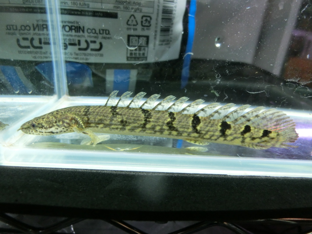 2014年熱帯魚入荷情報！Vol.21　TOKYO遠征便_b0141806_0193556.jpg