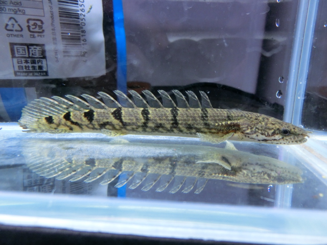 2014年熱帯魚入荷情報!Vol.21 TOKYO遠征便_b0141806_020128.jpg