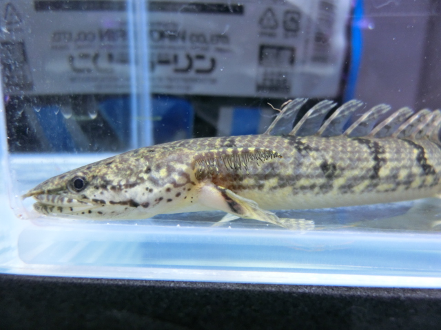 2014年熱帯魚入荷情報!Vol.21 TOKYO遠征便_b0141806_0214063.jpg