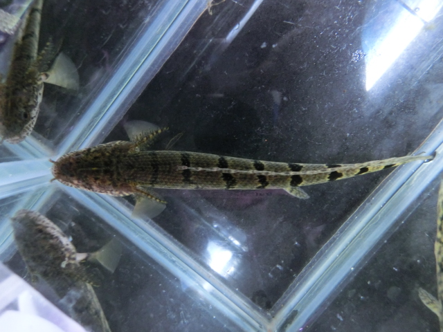 2014年熱帯魚入荷情報!Vol.21 TOKYO遠征便_b0141806_021614.jpg