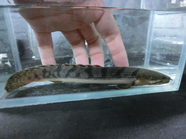 2014年熱帯魚入荷情報!Vol.21 TOKYO遠征便_b0141806_1335716.jpg