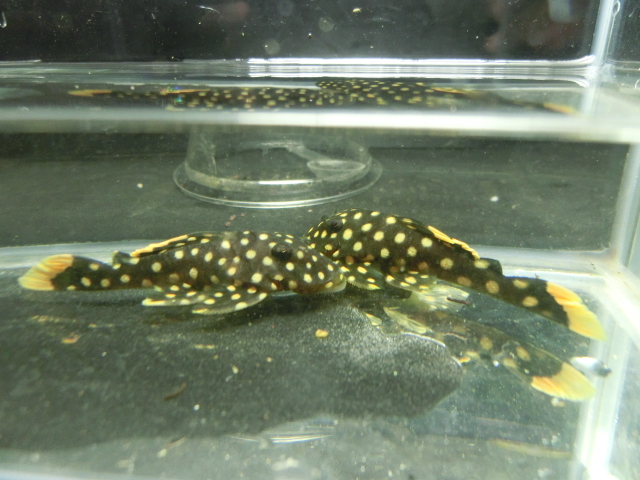 2014年熱帯魚入荷情報!Vol.21 TOKYO遠征便_b0141806_1372438.jpg