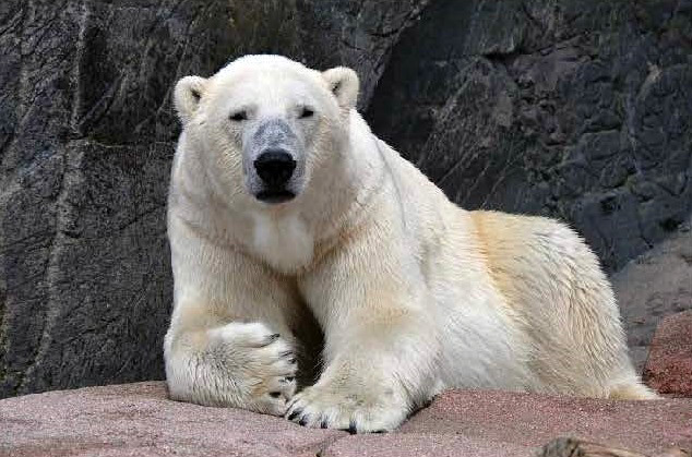 デンマーク・コペンハーゲン動物園のボリスがスカンジナヴィア野生動物公園に期限付きで移動_a0151913_18482528.jpg