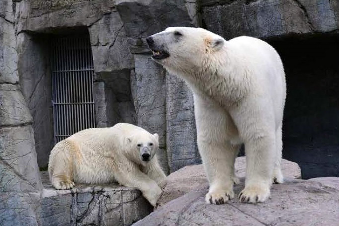 デンマーク・コペンハーゲン動物園のボリスがスカンジナヴィア野生動物公園に期限付きで移動_a0151913_18504873.jpg