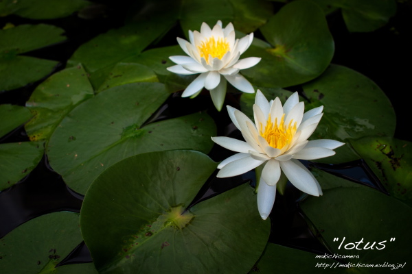 \"lotus\"_a0206748_2337118.jpg