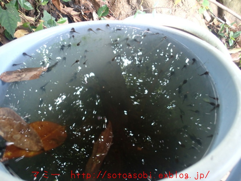 d0105749_1015579.jpg
