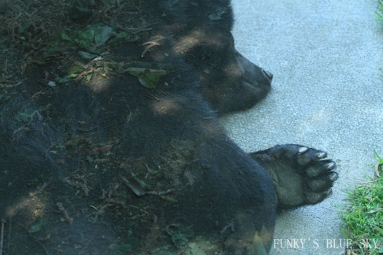 寝姿いろいろ　（ＺＯＯ～♪）_c0145250_15264064.jpg