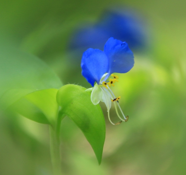 つゆ草の中の黄色い花_b0076967_12505836.jpg