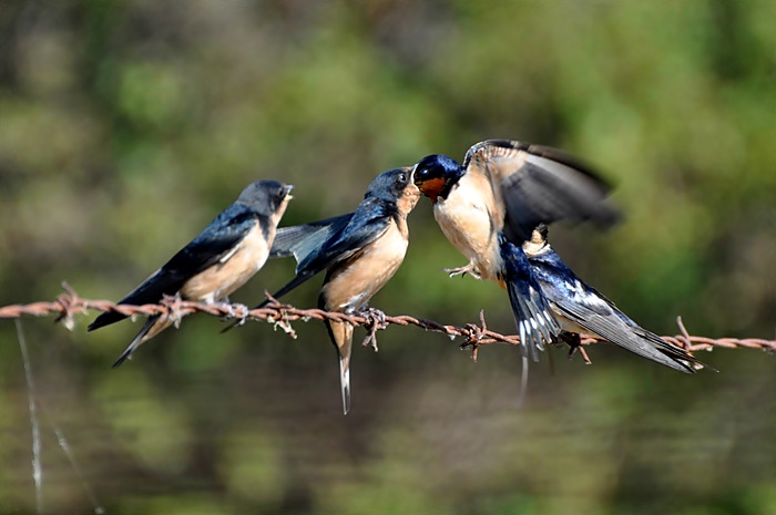 At Las Gallinas_a0126969_540427.jpg