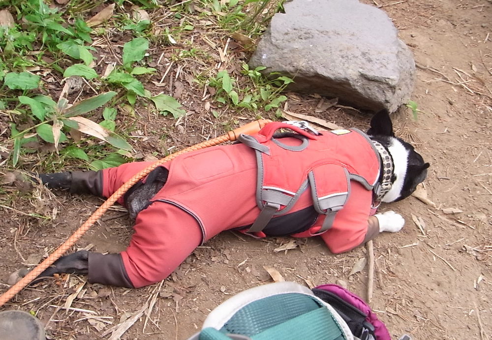 東北・北海道遠征5日目～後方羊蹄山登山～_b0184877_17381528.jpg