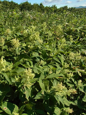 f0083977_1072130.jpg