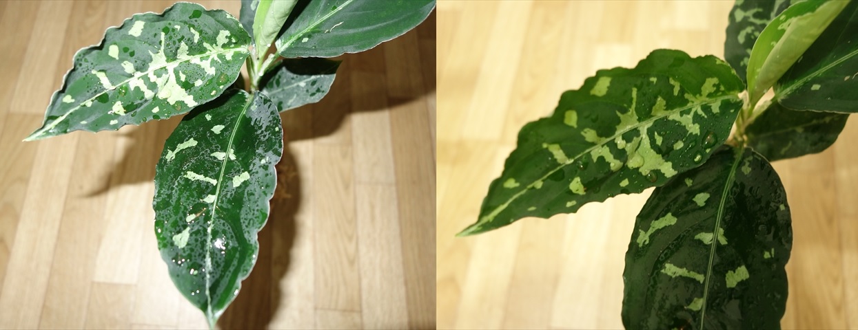 フラッシュ詐欺_a0067578_1443966.jpg