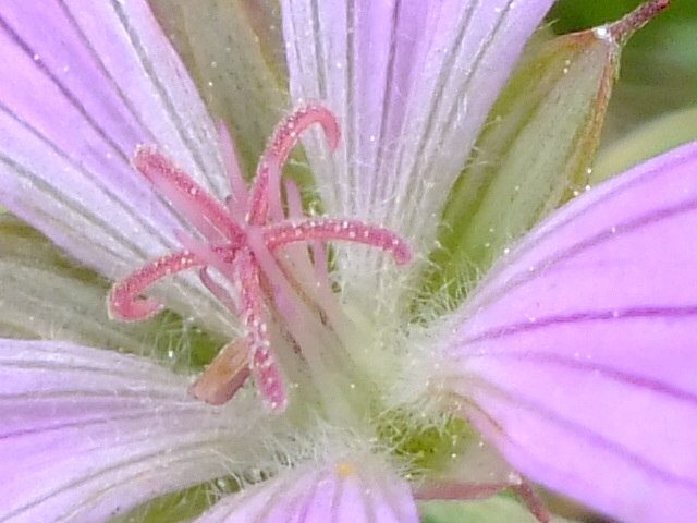 e0145782_8464790.jpg