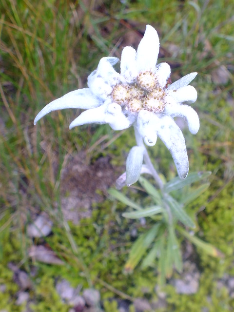 e0145782_8505795.jpg
