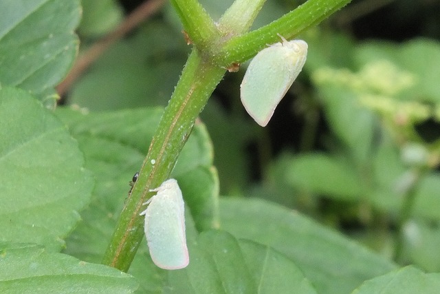 e0070891_18201359.jpg