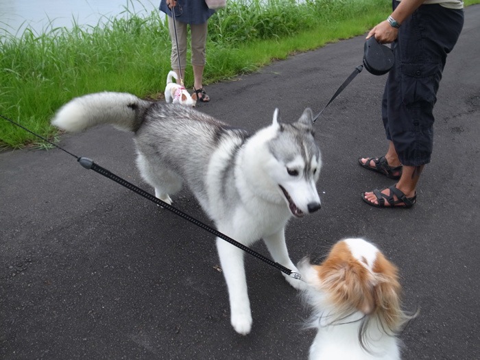 雨の合間に　(*^_^*)_c0049299_22384082.jpg