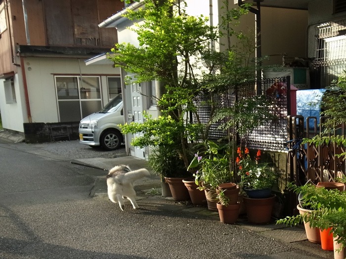 雨の合間に (*^_^*)_c0049299_2241161.jpg