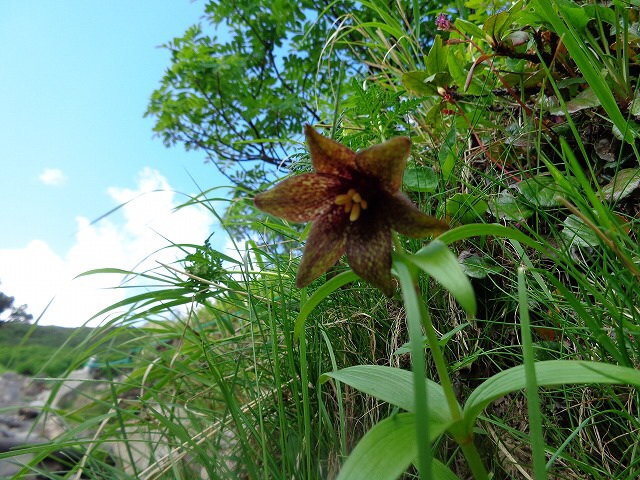  南アルプス 仙丈ヶ岳〜仙丈小屋〜馬の背ヒュッテ〜北沢峠テン場〜仙流荘バス停_b0326303_08530959.jpg