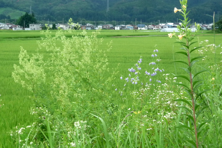 a0214206_1175771.jpg