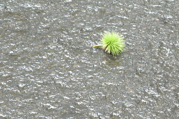 a0214206_1491274.jpg