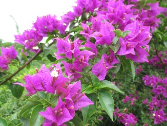 趣味の園芸?夏休みもつづく・・・。_d0091909_936404.jpg