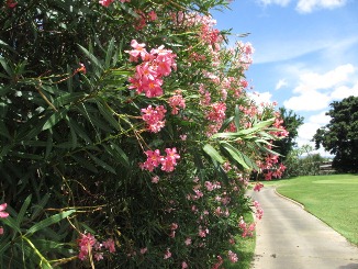 趣味の園芸?夏休みもつづく・・・。_d0091909_9553095.jpg