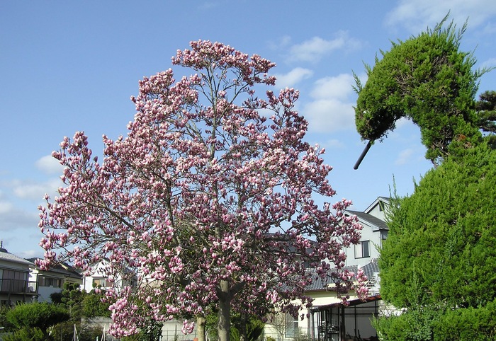 a0203510_1565393.jpg