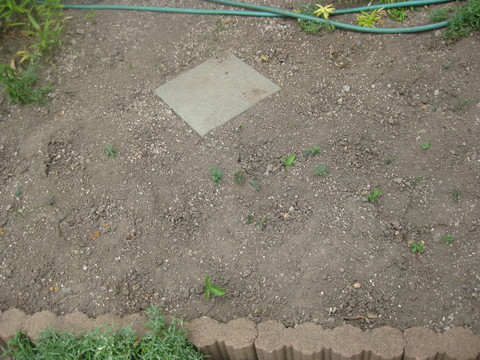 b0183111_920239.jpg