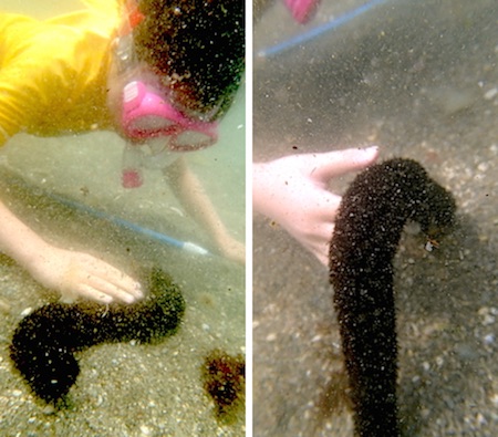 タイドプール 潮だまり の生物 世話要らずの庭 タイドプール 潮だまり の生物 世話要らずの庭