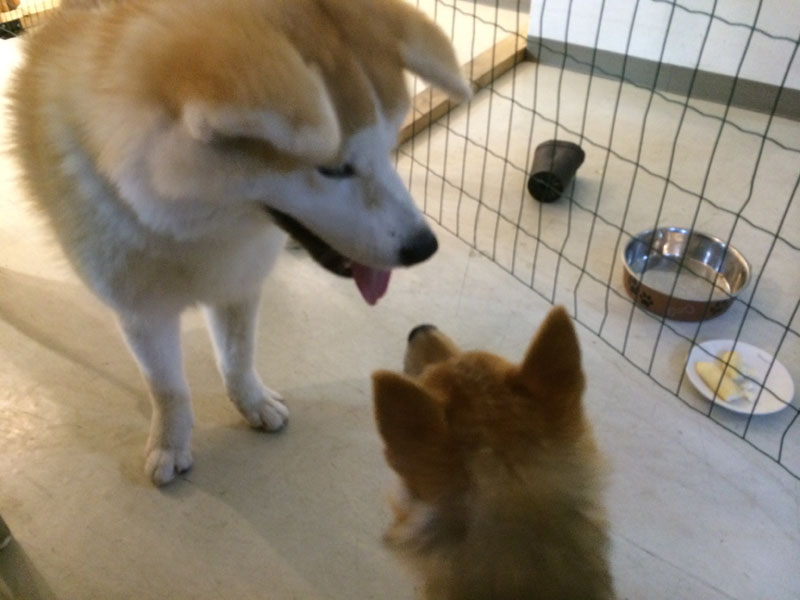 ゼロダテ秋田犬ののちゃんと Summer Snow ゼロダテ秋田犬ののちゃんと Summer Snow