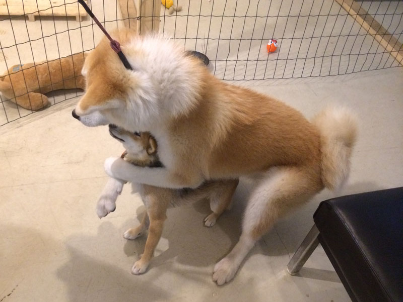 ゼロダテ秋田犬ののちゃんと Summer Snow ゼロダテ秋田犬ののちゃんと Summer Snow