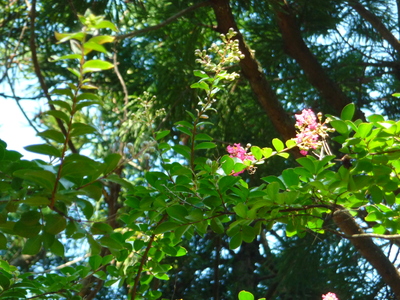 e0135219_15324744.jpg