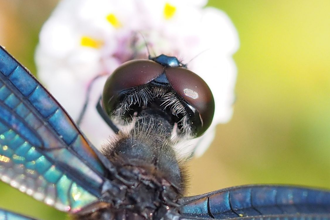 チョウトンボの翅はステンドグラスみたいに輝く 私のデジタル写真眼 チョウトンボの翅はステンドグラスみたいに輝く 私のデジタル写真眼