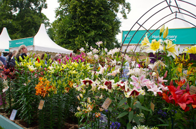 イギリス10日目　　Hampton court flower show　②_e0194723_0203695.jpg