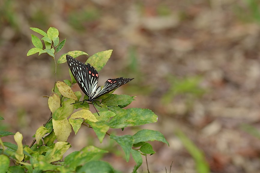 都心のムラサキツバメ、ほか(2014年8月12日) _d0303129_2255480.jpg