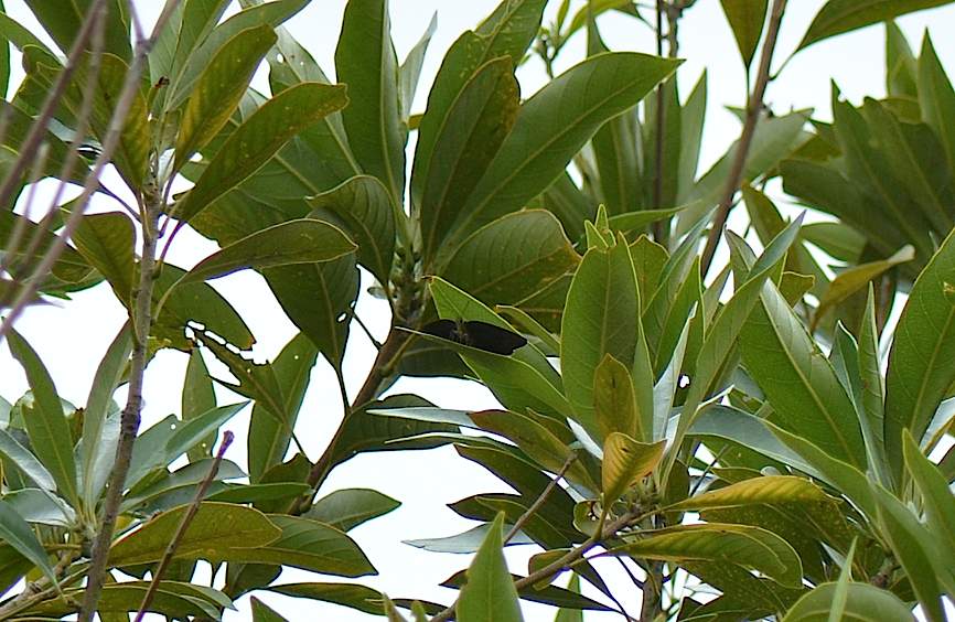 都心のムラサキツバメ、ほか(2014年8月12日) _d0303129_2255761.jpg