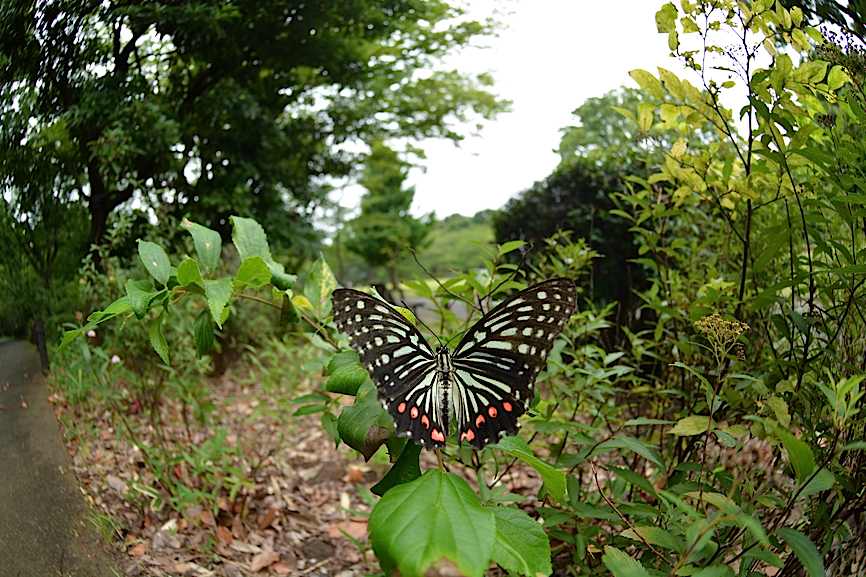 都心のムラサキツバメ、ほか(2014年8月12日) _d0303129_2261274.jpg