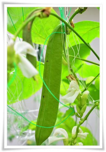 野菜たち_f0188237_15133781.jpg