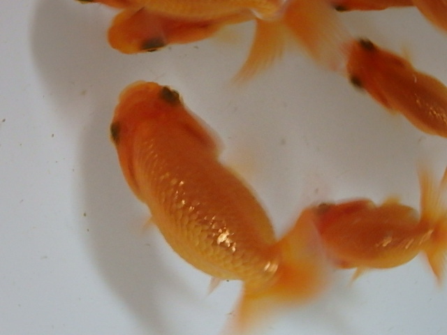 f0334143_9172297.jpg
