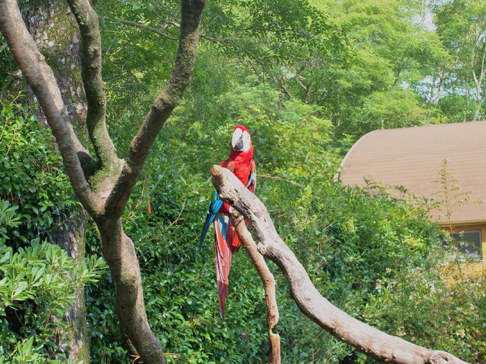 「宮崎市フェニックス自然動物園」_f0244455_1957895.jpg