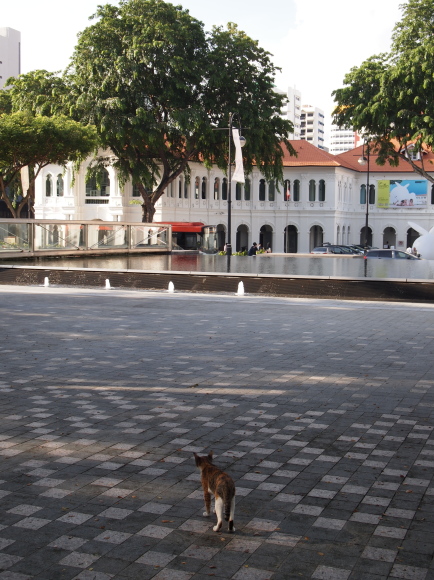 東南アジアの猫たち_e0255060_02291151.jpg