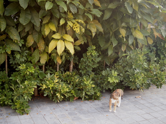 東南アジアの猫たち_e0255060_02292724.jpg