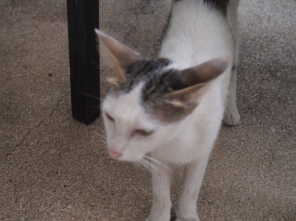 東南アジアの猫たち_e0255060_02293493.jpg