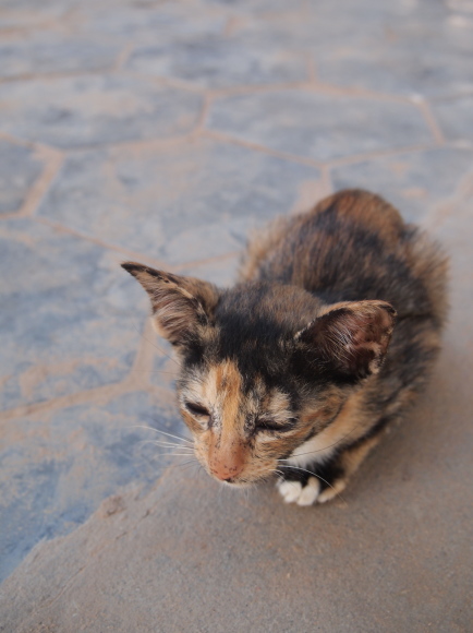 東南アジアの猫たち_e0255060_02295389.jpg