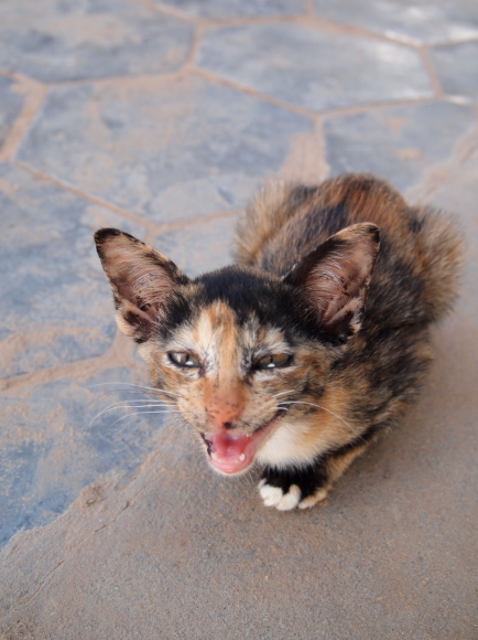 東南アジアの猫たち_e0255060_02295960.jpg